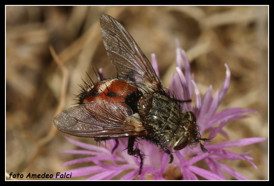 Tachinidae delle Madonie Peleteria rubescens (Tachinidae).